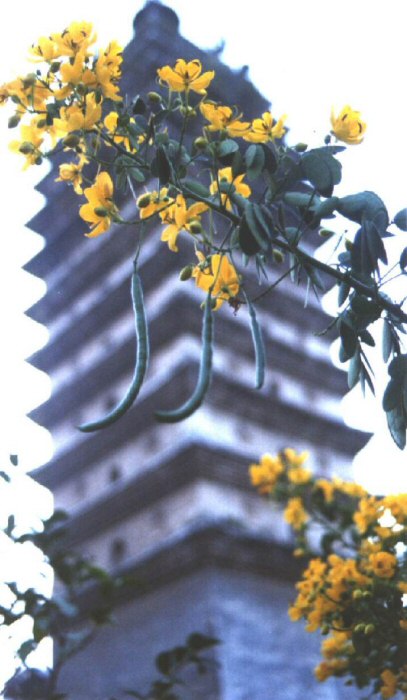 Pagode